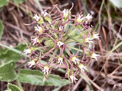 Oxypetalum crispum