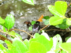 Leptocoma calcostetha