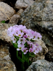 Noccaea corymbosa