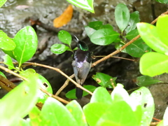 Leptocoma calcostetha
