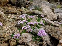 Noccaea corymbosa