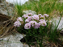 Noccaea corymbosa