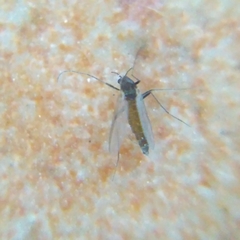 Chironomidae