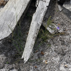 Agrostocrinum hirsutum