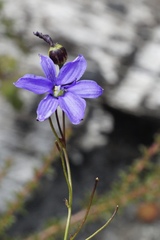 Agrostocrinum hirsutum