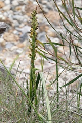 Prasophyllum regium