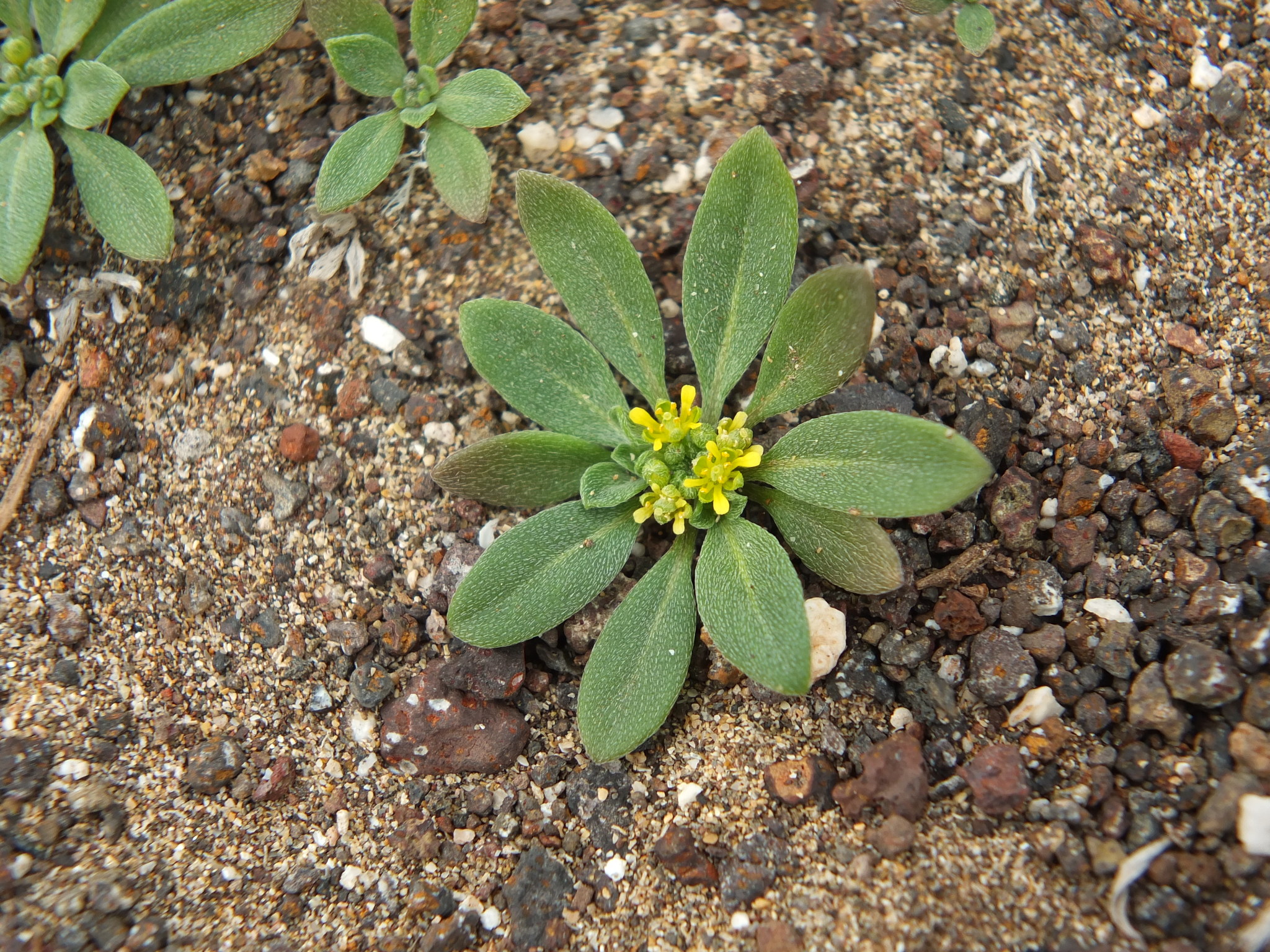 Notoceras bicorne