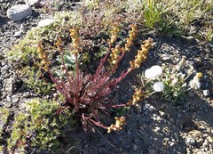 Pedicularis contorta