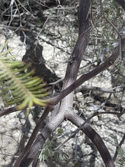 Vachellia haematoxylon