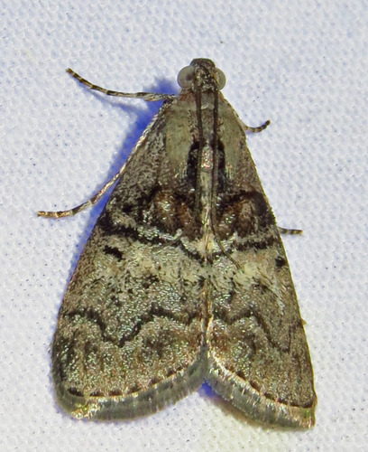 Maple Webworm Moth photo 3