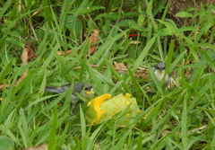 Microspingus cinereus