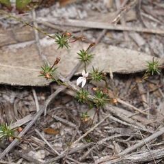 Stylidium repens