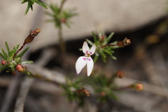 Stylidium repens