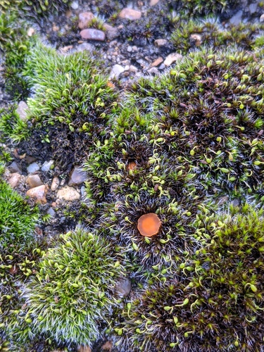 Octospora musci-muralis