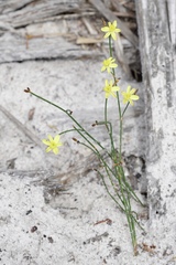 Tricoryne