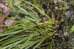 Carex digitata
