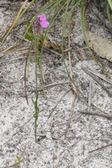 Comesperma calymega