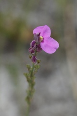 Comesperma calymega