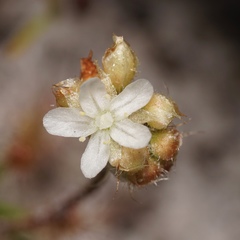 Drosera roseana