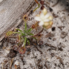 Drosera roseana