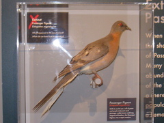 Ectopistes migratorius