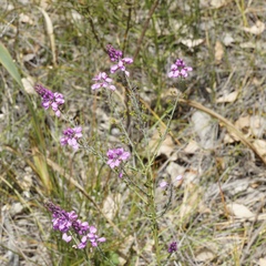 Comesperma virgatum