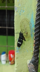 Leucotmemis nexa