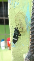 Leucotmemis nexa
