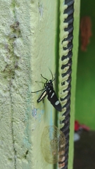 Leucotmemis nexa