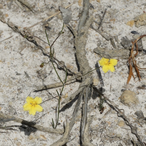 Goodenia filiformis observed 2020-12-15