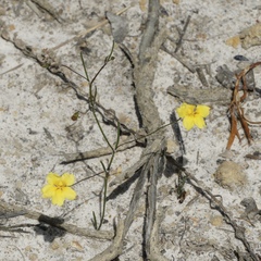 Goodenia brendannarum