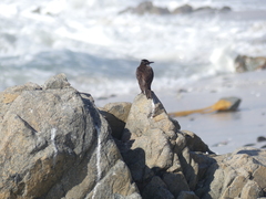 Cinclodes nigrofumosus