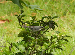 Microspingus cinereus