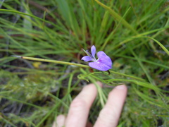 Psoralea trullata