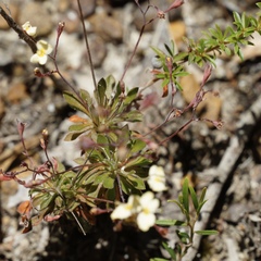 Stylidium spathulatum