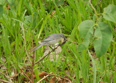 Microspingus cinereus