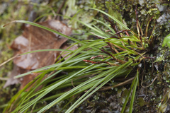 Carex digitata