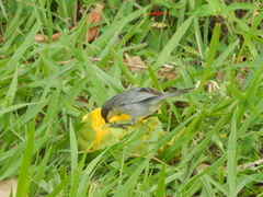 Microspingus cinereus