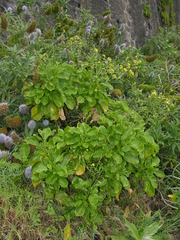 Sinapidendron gymnocalyx