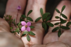 Boronia gracilipes