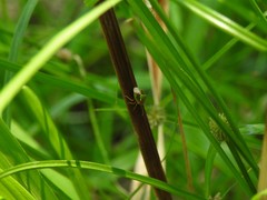 Hellica nitida