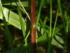 Hellica nitida