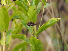 Pyrausta obfuscata