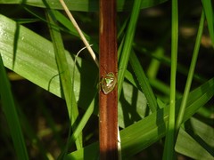 Hellica nitida
