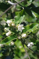 Araujia sericifera
