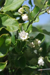 Araujia sericifera
