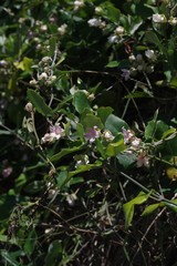 Araujia sericifera