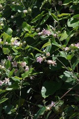 Araujia sericifera
