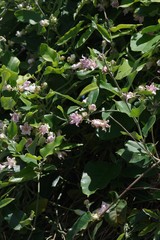 Araujia sericifera
