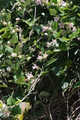 Araujia sericifera
